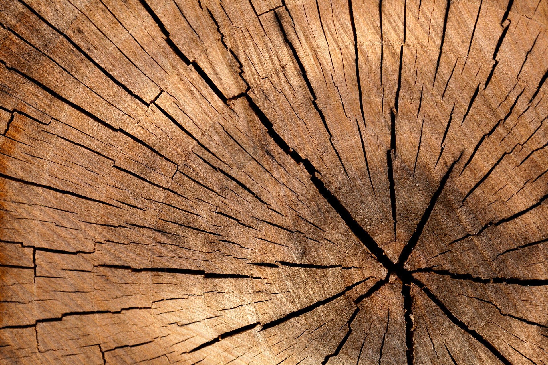 drzewo, drewno, pixabay, biżuteria z drewna,